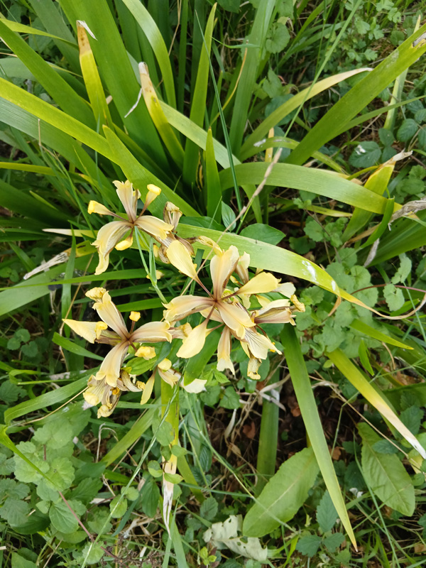 Stinking iris